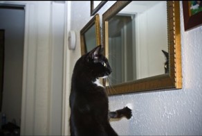 Кот увидел себя в зеркале