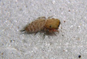 Такого много кто еще не видел