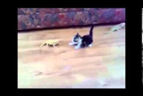 Котенок скачет вокруг ящерицы