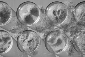 Бумажные микробы