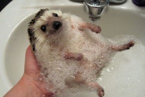 Попробуйте посмотреть этот пост и ни разу не улыбнуться