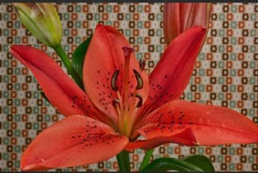 Как распускаются красивейшие цветы нашей планеты