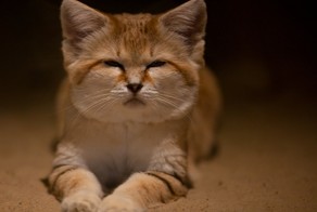 Барханный кот