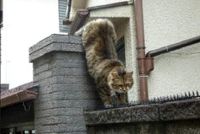 Вот это котяра