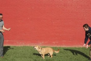  Кого собаки любят больше всего