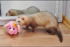 Закадычные друзья