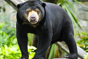 Топ самых свирепых или раздражительных