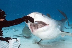 Как себя чувствует жертва, попавшая в пасть акулы