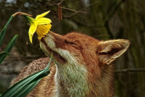 Пришла весна