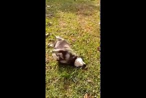  Толстый песик 