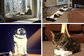 Животные, которые любят тепло больше всего на свете