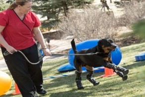 Неравнодушные люди подарили новые "ноги" ротвейлеру Бруту