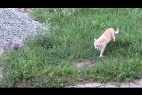 Немного о котах