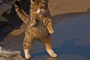 Очень забавный кот