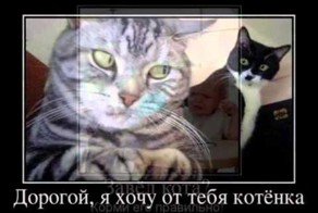Свежая подборка котофеев