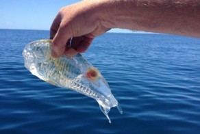 Удивительная прозрачная &quot;рыба&quot; Salpa Maggiore