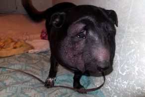 Спасенная от верной гибели собака (4 фото)