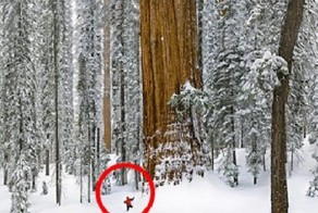 Этому дереву 3200 лет, и его никому не удавалось запечатлеть целиком