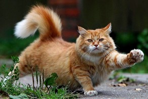 Парализованный кот