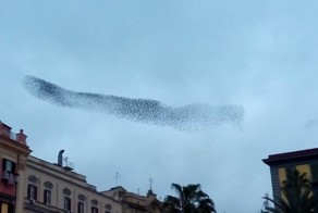 Птицы играют в догонялки!