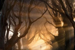 Чудесные деревья