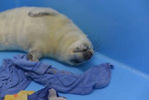 В Санкт-Петербурге собирают «Полотенчики для тюленчиков»