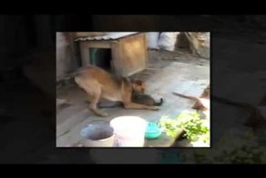 Безстрашный Кот-Мазохист в зубах собаки!