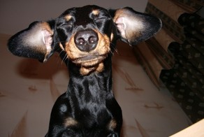 Пост of Собакен!