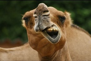 Верблюд неожиданно плюнул