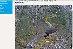 Жизнь продолжается