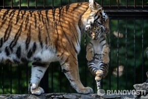 В китайском заповеднике амурская тигрица родила пять малышей