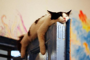 Котэ во сне