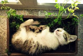 Кошки, которые возомнили себя растениями