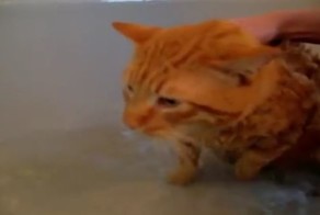 Кот не хочет купаться