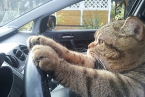 Неудачный тест драйв