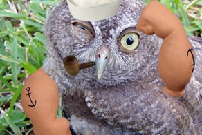 Если бы у птиц были руки