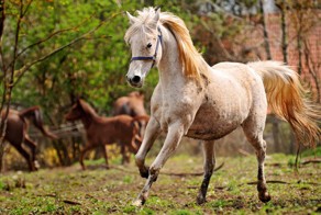 Пост любви к лошадям