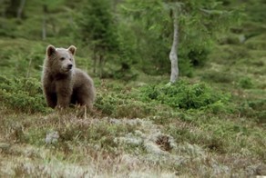 Медвежонок, который не оставит вас равнодушным