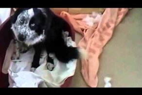 Кто это сделал?!