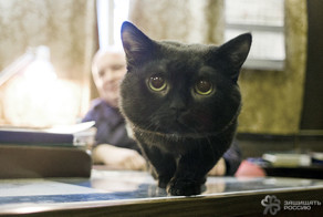 Корабельные коты: суровые и пушистые