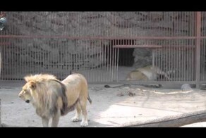 Из жизни обитателей зоопарка