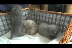 Парочка видео про котят