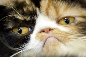 20 кошек, которые пожалели о своем решении