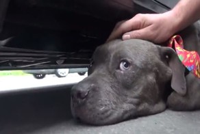 Спасение годовалого питбуля Тириона 