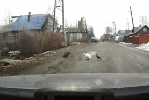 Разборки на дороге в Петрозаводске