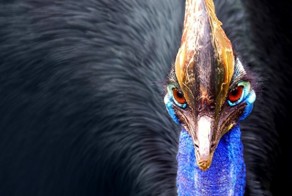 Пятёрка самых опасных птиц