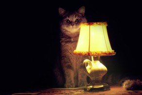 Иван Палыч и Кот
