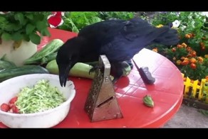 Наглая ворона в гостях