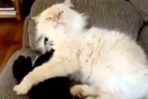 Очень непослушный котик