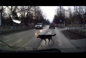 Подборка - Правильные пешеходы 